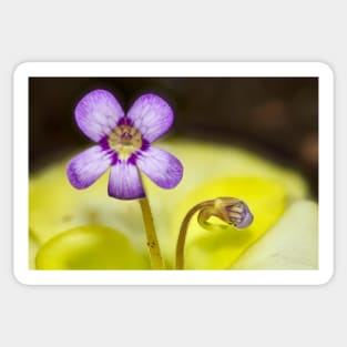 Butterwort Flower Sticker